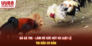 Đá Gà Tre - Làm Rõ Sức Hút Và Luật Lệ Thi Đấu Cơ Bản