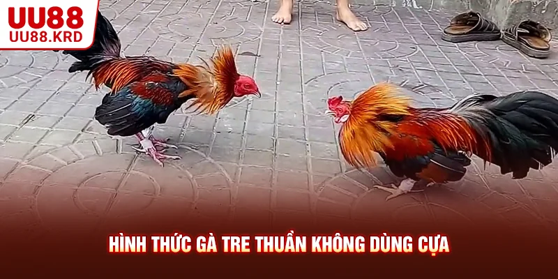 Hình thức gà tre thuần không dùng cựa
