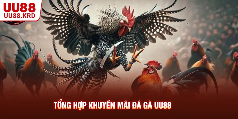 Tổng hợp khuyến mãi đá gà UU88