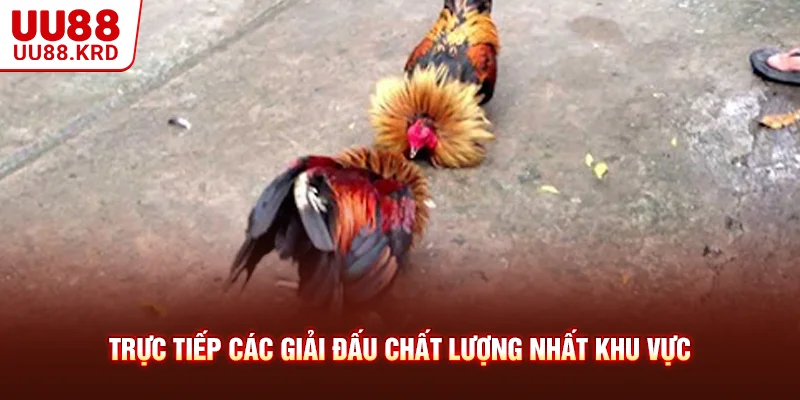 Trực tiếp các giải đấu chất lượng nhất khu vực