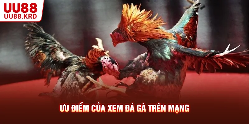 Ưu điểm của xem đá gà trên mạng